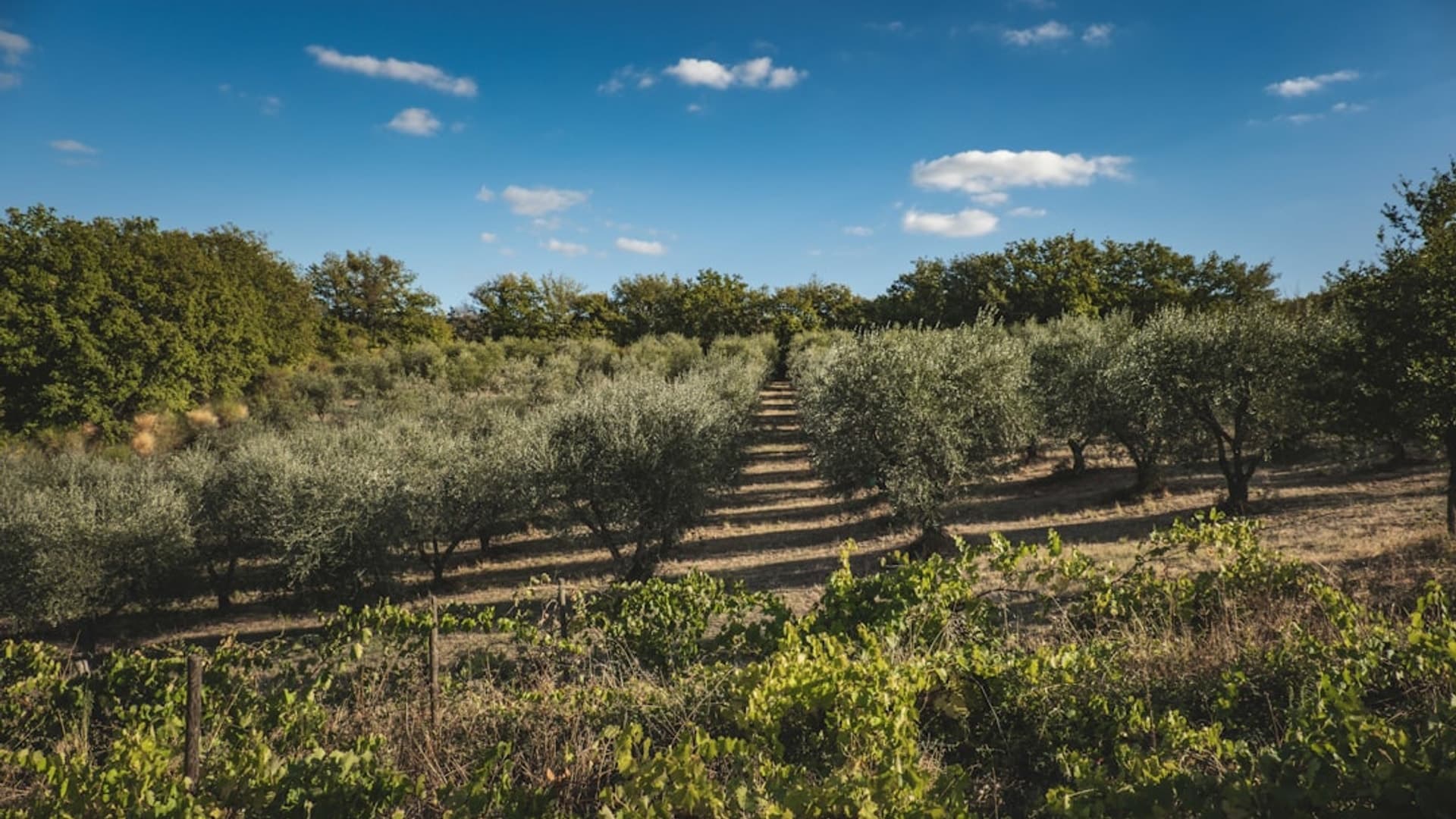 View of Spicewood - Rural Hill Country Luxury Spicewood vineyards and wineries with rolling Hill Country landscape, rural luxury feel